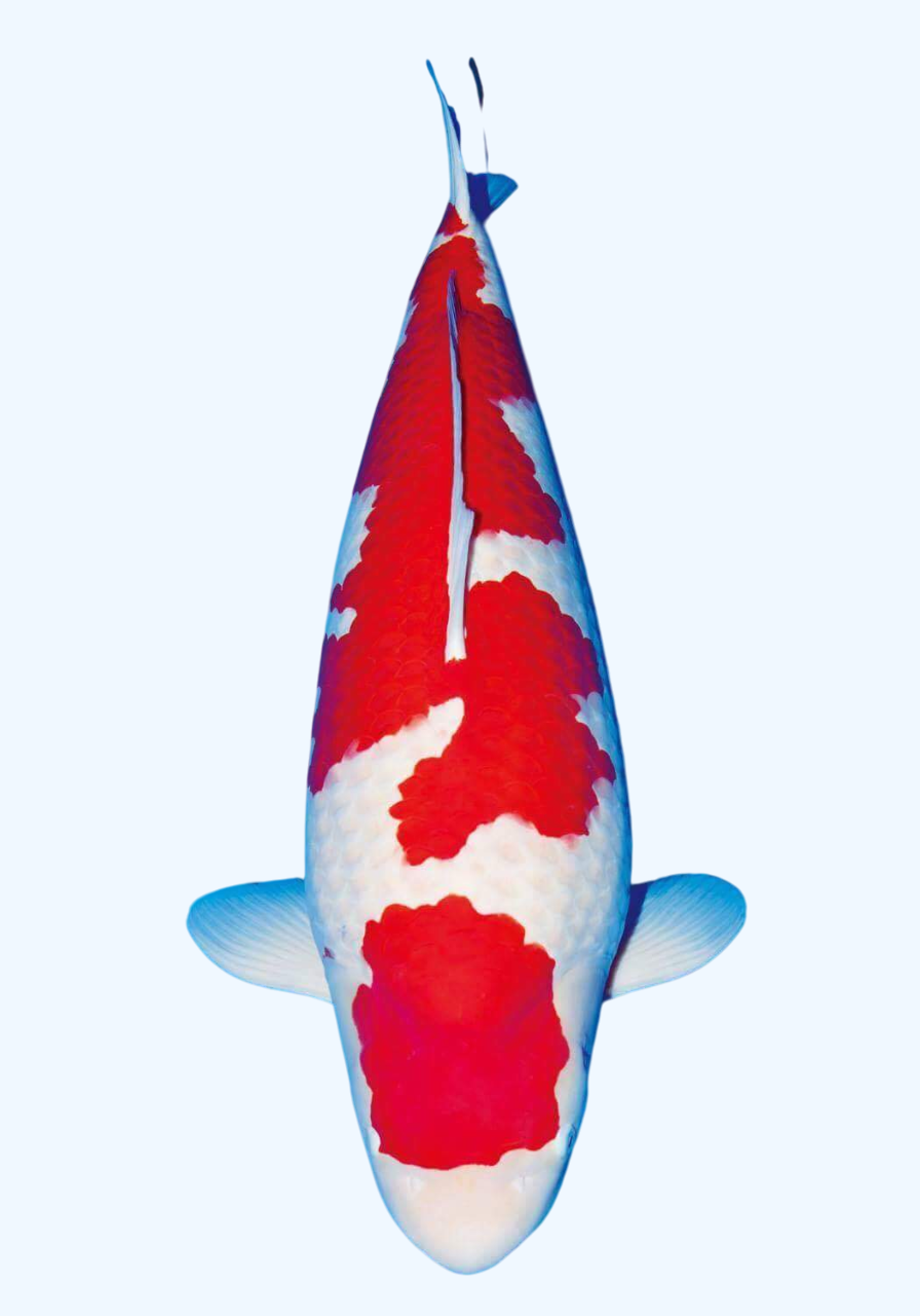 KOHAKU-white
